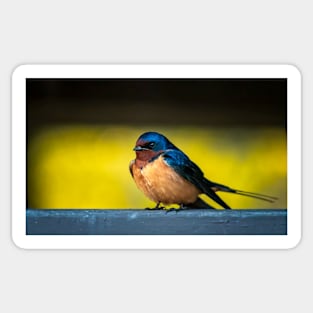 Barn Swallow on a Rail 2 Sticker